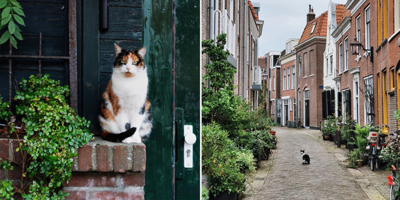 A 'Catspotting Hobby' Helped Heal One Photographer's Heart