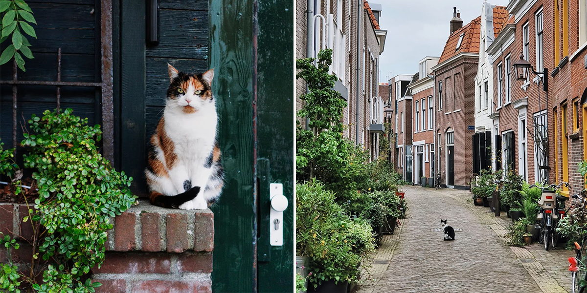 Catspotting Hobby, Cats of Haarlem, Netherlands, Dutch, Meowlem, cat paparazzi, cat photographer