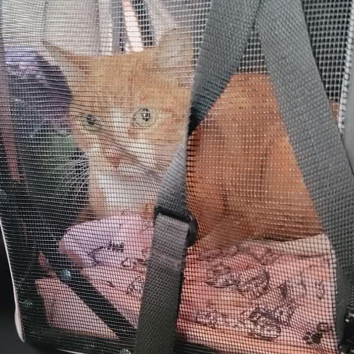 Friendly 'Chapo' the Cat Survives the Philly Streets and Pneumonia