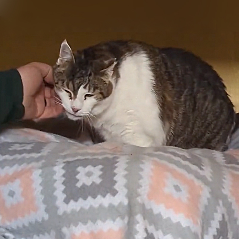 Foxy the cat waited over 7 1/2 years to find a home at Chesapeake Feline Association in Maryland