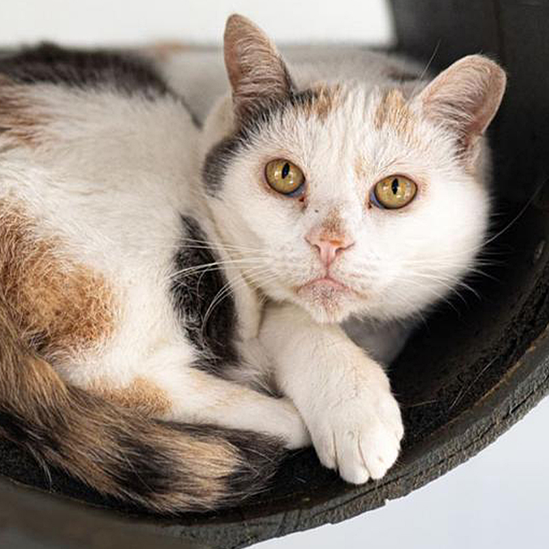 Chesapeake Feline Association, Biscuit and Foxy, senior cats wait years with o adoption applications, TikTok miracles, Hera the cat, Newsweek