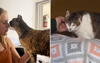 Chesapeake Feline Association, Biscuit and Foxy, senior cats wait years with o adoption applications, TikTok miracles