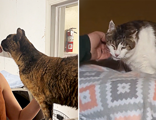 People Sharing Videos of Senior Cats’ Stories Leads to ‘Miracles’ After Years of Waiting