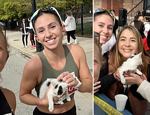 Kitten Is the Big Winner When Runner Stops To Save Him During Chicago Marathon