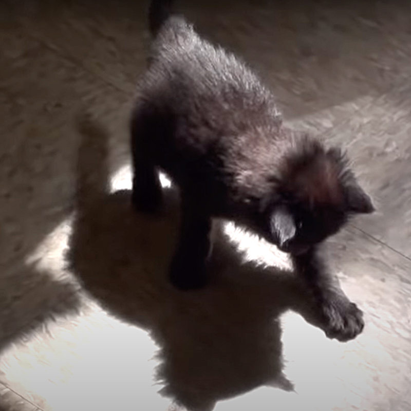 Cole as a kitten chases his shadow on a sunbeam, sunshine, sunlight