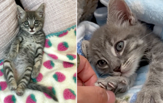 The Happy Kitty Rescue, Grace Choi, Kittyboy and Friends, Cricket, amputated legs, kitten caught in trap, Los Angeles