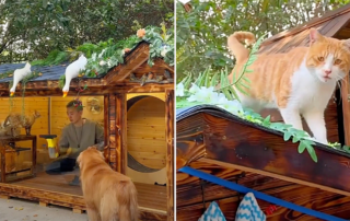 Feng's Cat Villa, Cat cottage, playhouse, 9GAG, Hong Kong, Playhouse for cats, dream house for cats, shelter for cats