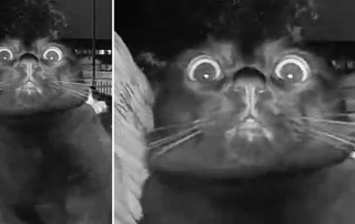 Gerry's funny reaction to hearing his mama's voice on a Ring cam, black cat, cat on home security cam