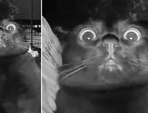 Cats Hilarious Reaction to Hearing His Mama’s Voice Over a Doorbell Cam