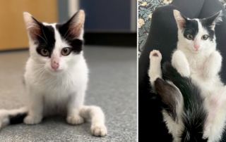 He is Noodles, Gumby, Massachusetts Society for the Prevention of Cruelty to Animals, MSPCA-Angell, kitten with unusual legs, Blue's Bridge, Danielle