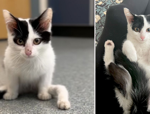 Hundreds Offer to Adopt One-of-a-Kind Kitten with Extremely Unusual Legs