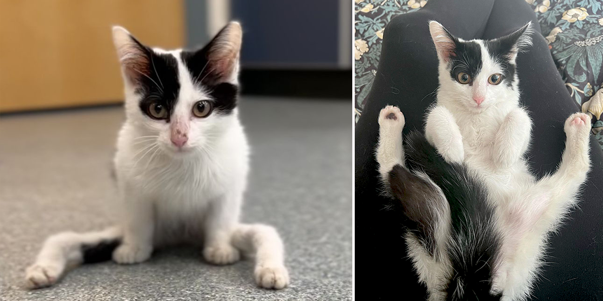He is Noodles, Gumby, Massachusetts Society for the Prevention of Cruelty to Animals, MSPCA-Angell, kitten with unusual legs, Blue's Bridge, Danielle