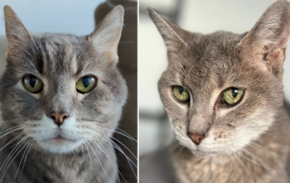 Haku and Haru, the super senior cats adopted by Christina Ha from Meow Parlour and Cat Camp, Jackson Galaxy, anticipatory grief, kidney disease, senior cats, hospice care for cats