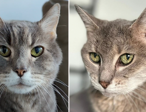 How Adopting Two ‘Super Senior’ Cats Teaches a Rescuer to Care for Herself