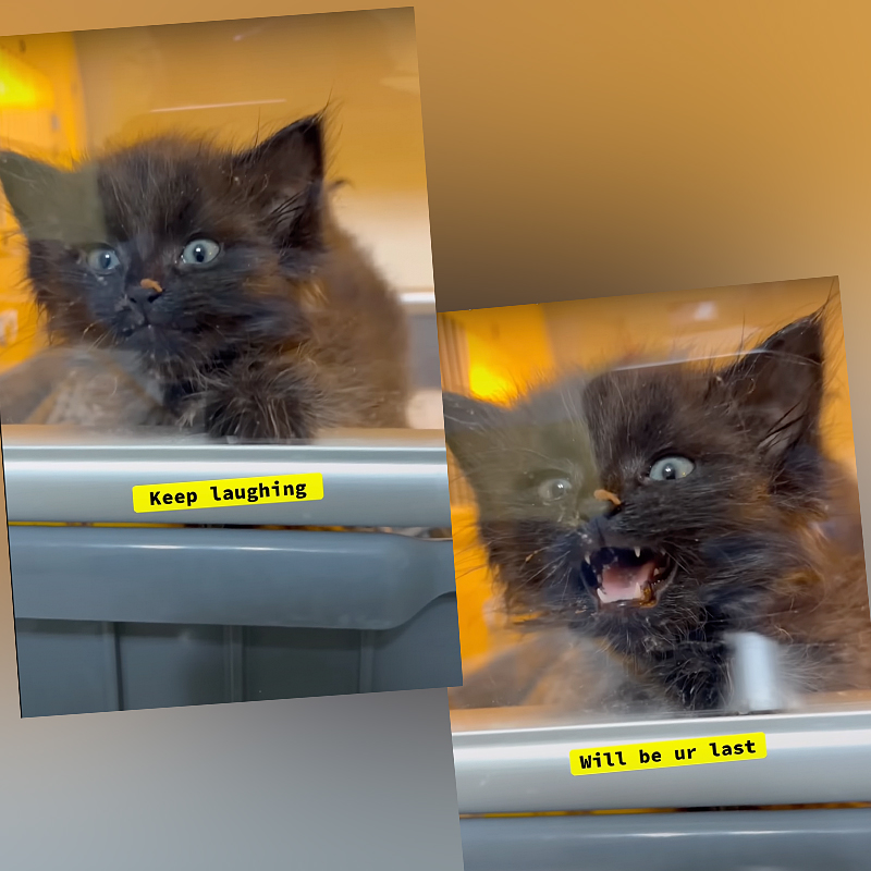 Kitten's funny reaction inside an incubator in foster care, South Carolina