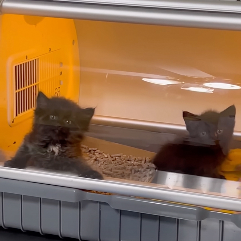 Montana and his sibling inside the incubator, Miss Dixie's Kitten Rescue
