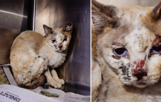 Hope, Orlando area cat that survived a house fire, Orange County Animal Services, fire cat, Florida