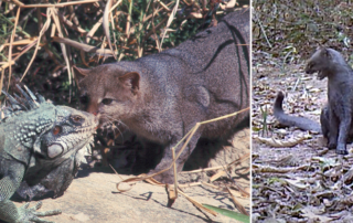 Jaguarundi making mewing sounds in video from BWILD, Brazil, Iguana, South America, Mexico