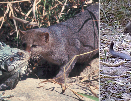 What Does the Jaguarundi Sound Like? Video Gives Surprising Answer