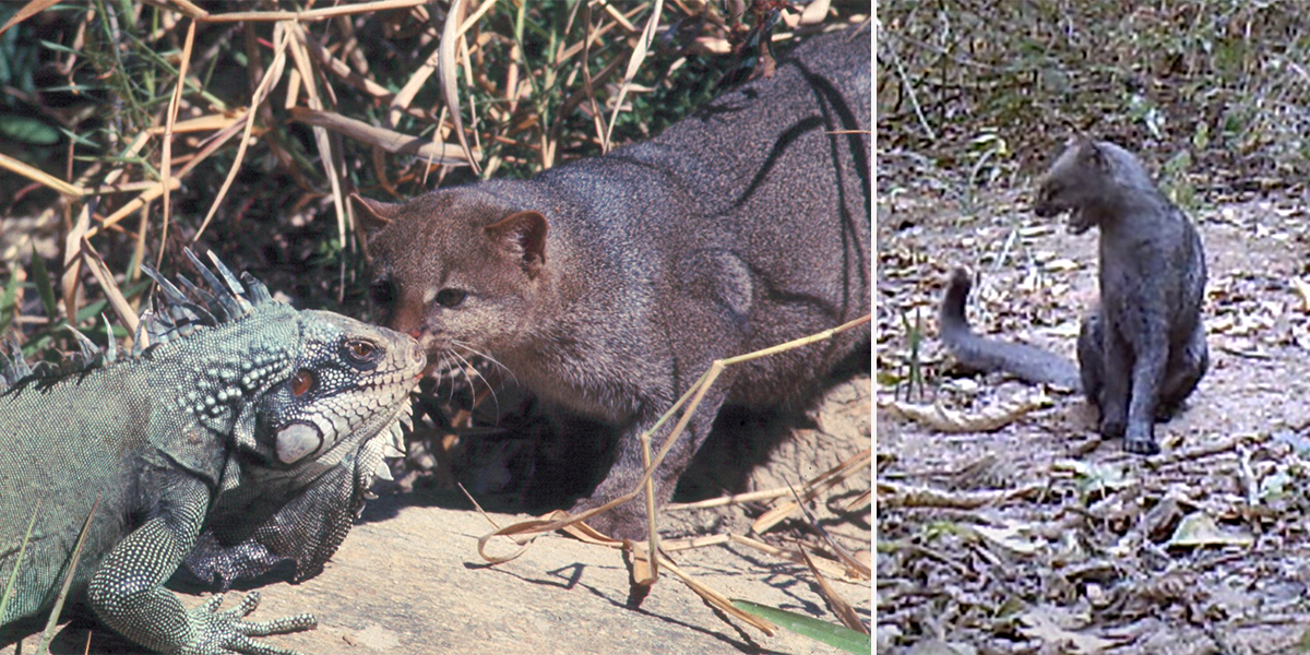 Jaguarundi making mewing sounds in video from BWILD, Brazil, Iguana, South America, Mexico