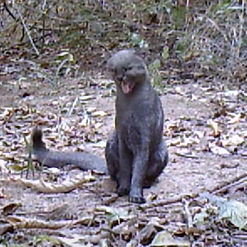 Jaguarundi making mewing sounds in video from BWILD, Brazil