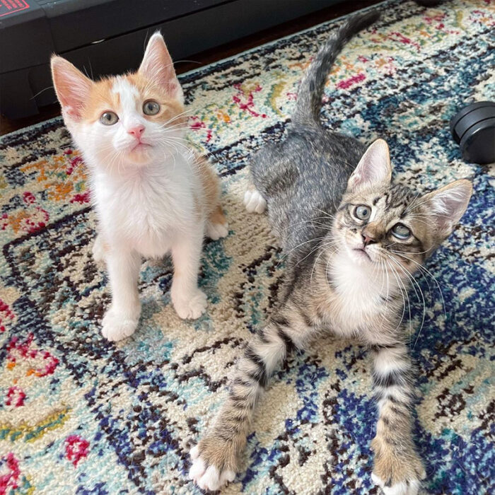 Purrfect Tabby Born with Wonky Eye Sees Life Take a Happy Turn