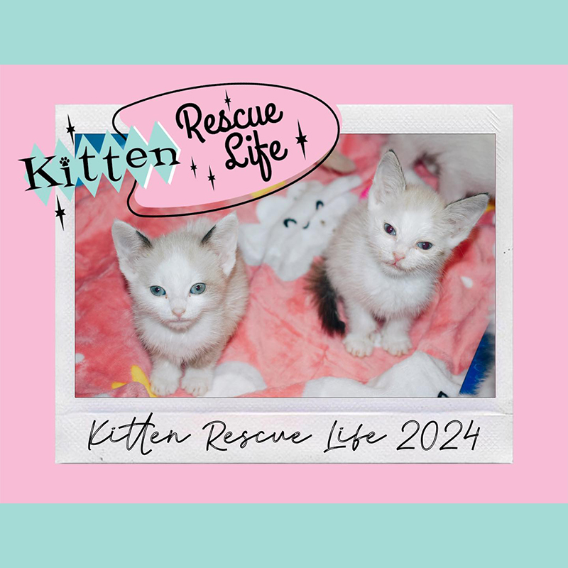 Kitten Rescue Life calendar preview