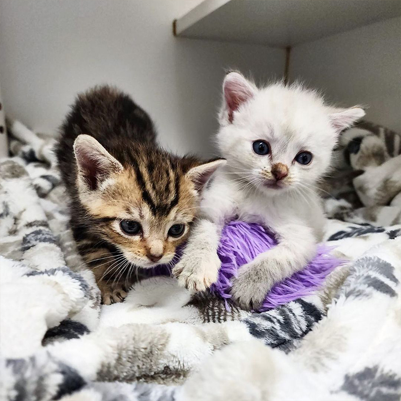 Tiger and Bear in foster care in San Diego, Kitten Rescue Life