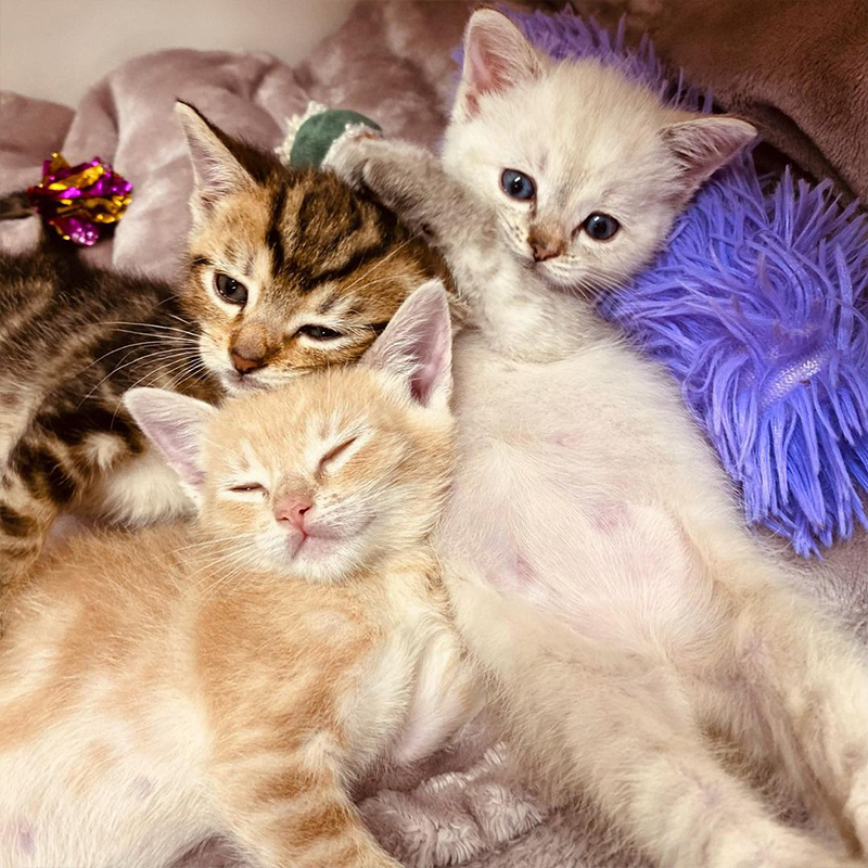 Lion, Tiger, and Bear the tiny kittens in foster care