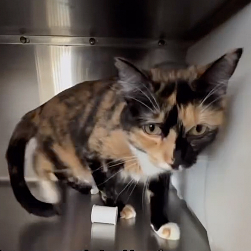 Calico cat looking shy in her kennel at the shelter
