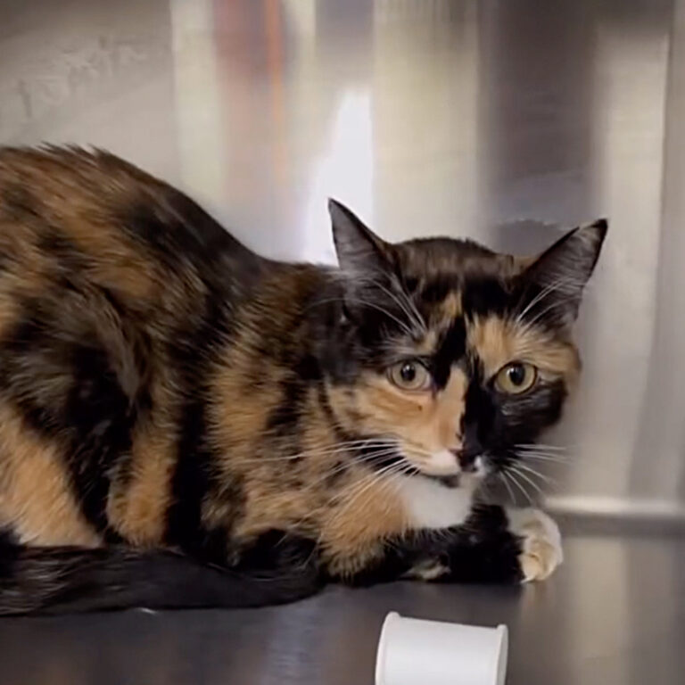 Understanding 'Wallflower Cats' Who Need More Time to Feel Safe