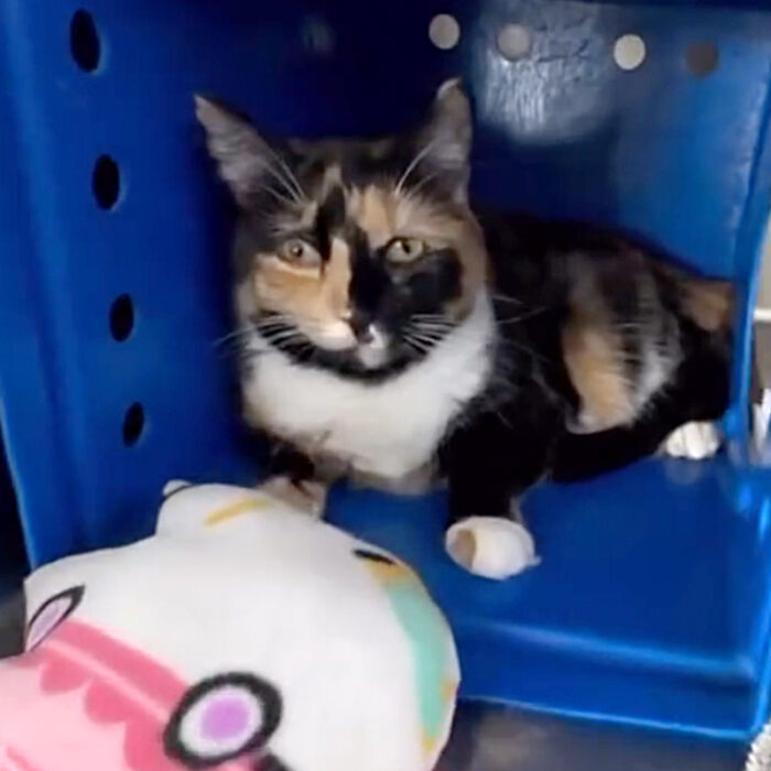 Understanding 'Wallflower Cats' Who Need More Time to Feel Safe