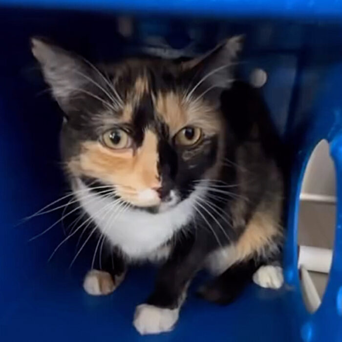 Understanding 'Wallflower Cats' Who Need More Time to Feel Safe