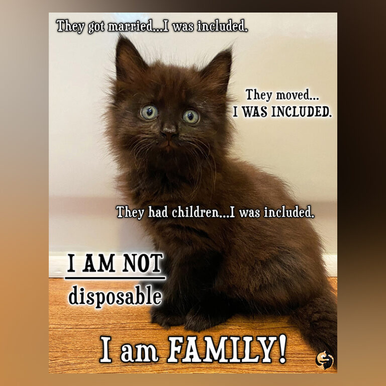 Understanding 'Wallflower Cats' Who Need More Time to Feel Safe