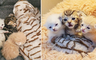 Lions, Tigers, and Bears, Oh My, Kitten Rescue Life, San Diego, Bottle Babies, neonates, California