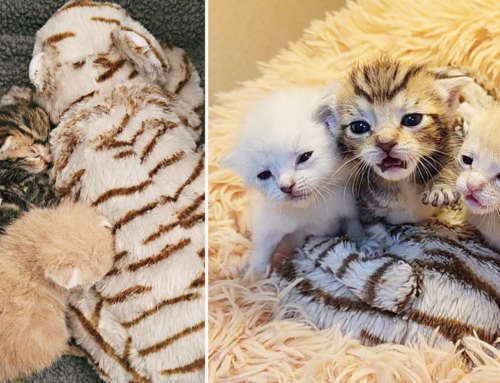 Three Bottle Babies Have Rescuers Saying ‘Lions, Tigers, and Bears, Oh My!’