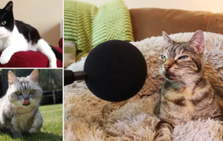 Guinness World Records loudest purr for domestic cat, Bella, Merlin, and Smokey from the UK, purring, World record purr