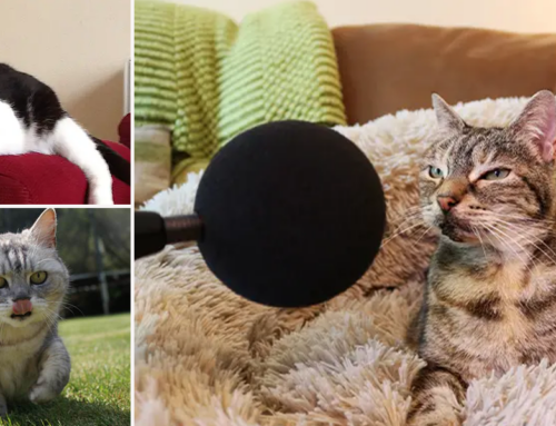Think Your Cat Purrs Loud? These Cats from the UK are Record-Breaking Purr Monsters