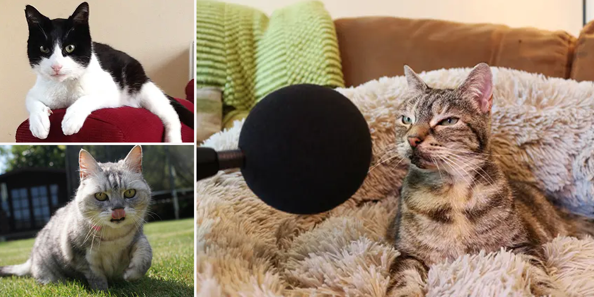 Guinness World Records loudest purr for domestic cat, Bella, Merlin, and Smokey from the UK, purring, World record purr