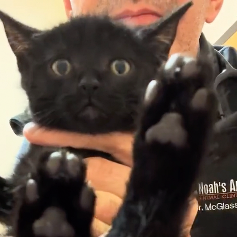 Matt McGlasson rates Elvira the black 'void' kitten for funny categories