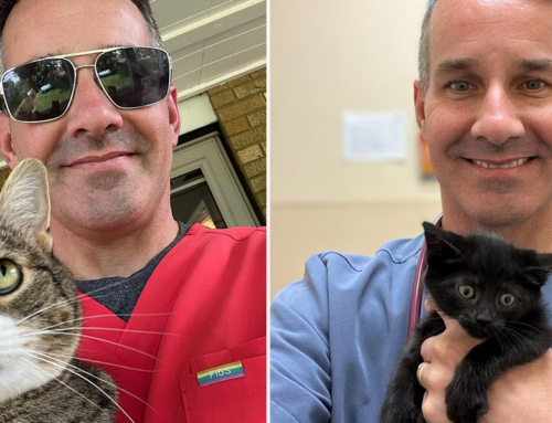 Veterinarian Who Humorously Rates Feline Patients Gives Top Marks to Black Kitten
