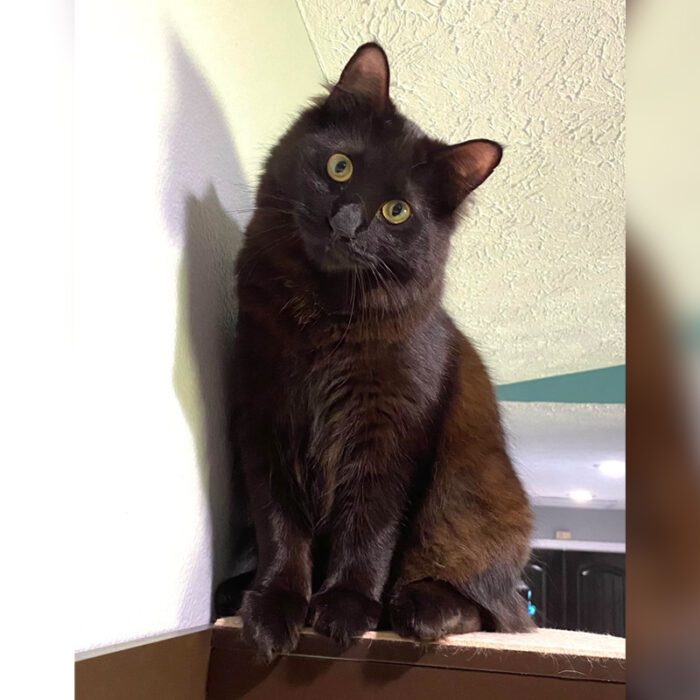 Understanding 'Wallflower Cats' Who Need More Time to Feel Safe