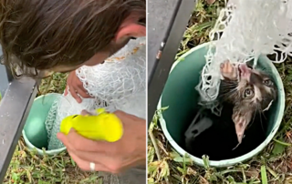 Miami Animal Rescue, kitten rescued from open pipe in the ground with a fish net, Florida