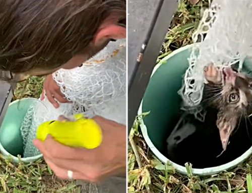 Miami Rescuer Goes Kitten Fishing in a Very Unexpected Place