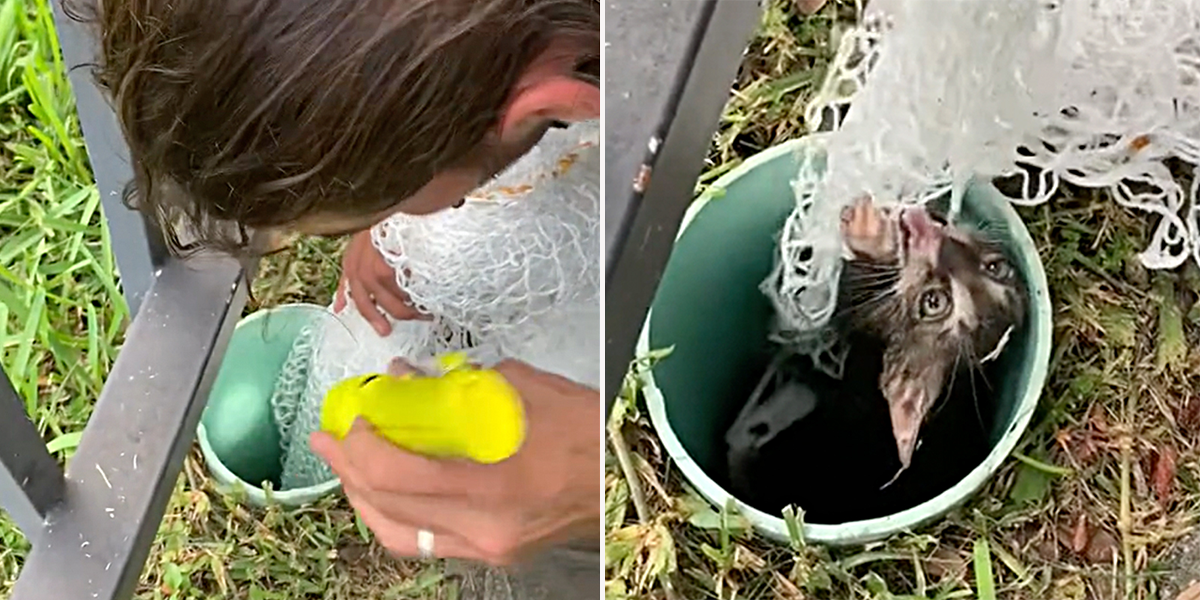 Miami Animal Rescue, kitten rescued from open pipe in the ground with a fish net, Florida