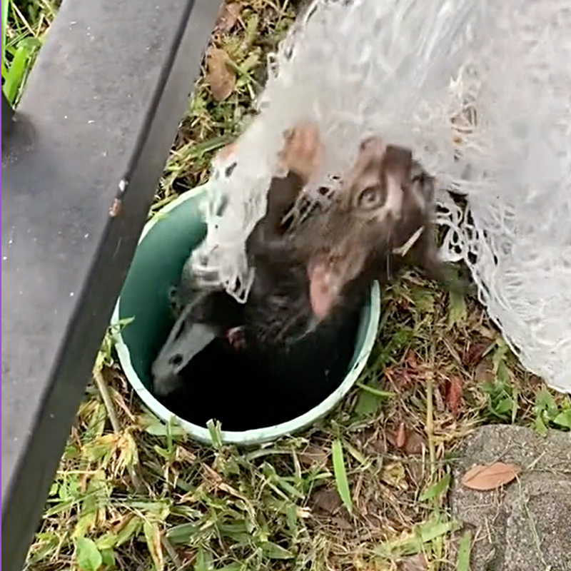 Kitten clings to fish net and is freed from 15 feet down an open pipe in Miami, Florida, 3