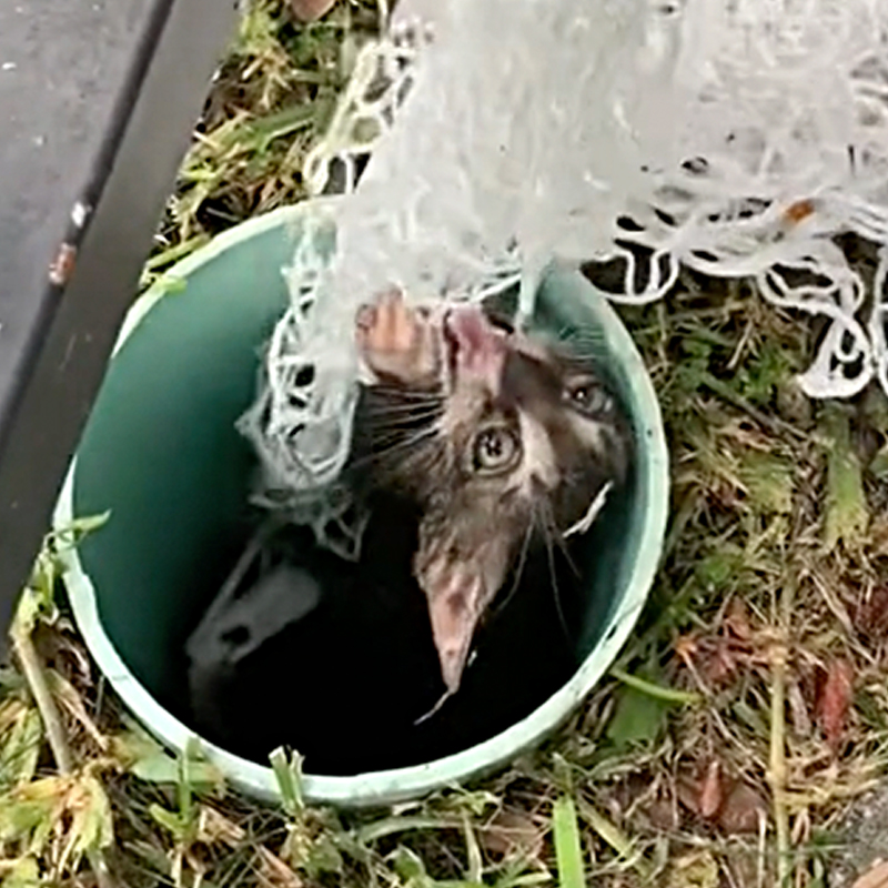 Kitten clings to fish net and is freed from 15 feet down an open pipe in Miami, Florida, 1