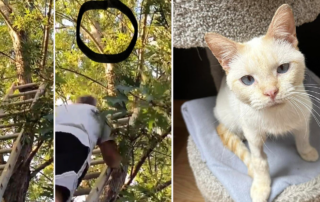 Monkey the Siamese cat saved from tree after 5 days, Flame Point Siamese, Crystal Lake, Illinois, Purrfect Cat Rescue Inc., Chicago