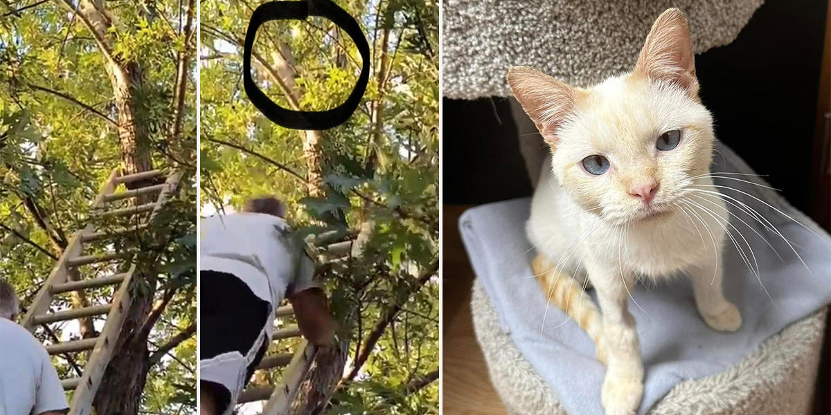 Monkey the Siamese cat saved from tree after 5 days, Flame Point Siamese, Crystal Lake, Illinois, Purrfect Cat Rescue Inc., Chicago
