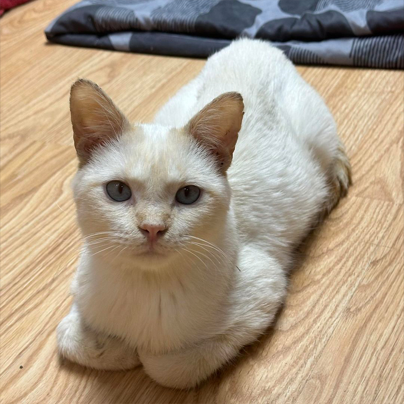 Monkey sits in a loaf on the floor, Purrfect Cat Rescue Inc.
